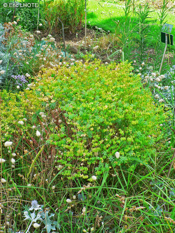 Euphorbiaceae - Euphorbia paralias - Euphorbe des dunes, Euphorbe des sables, Euphorbe maritime