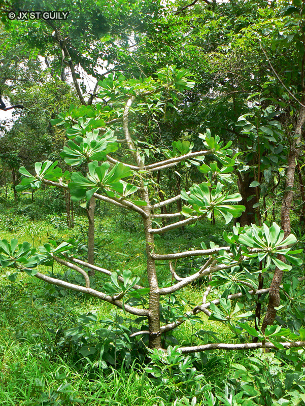  - Euphorbia poissonii - 