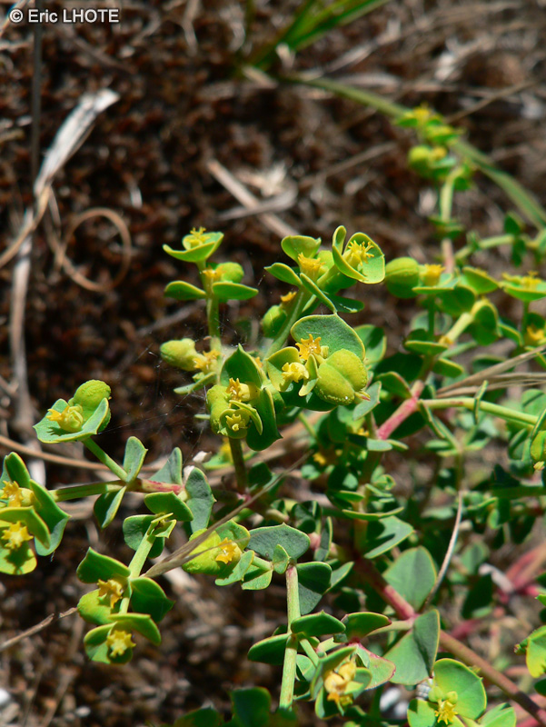  - Euphorbia portlandica - 