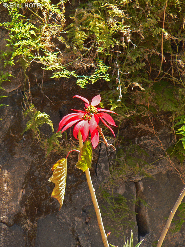  - Euphorbia pulcherrima - 