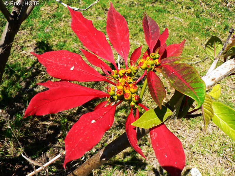  - Euphorbia pulcherrima - 