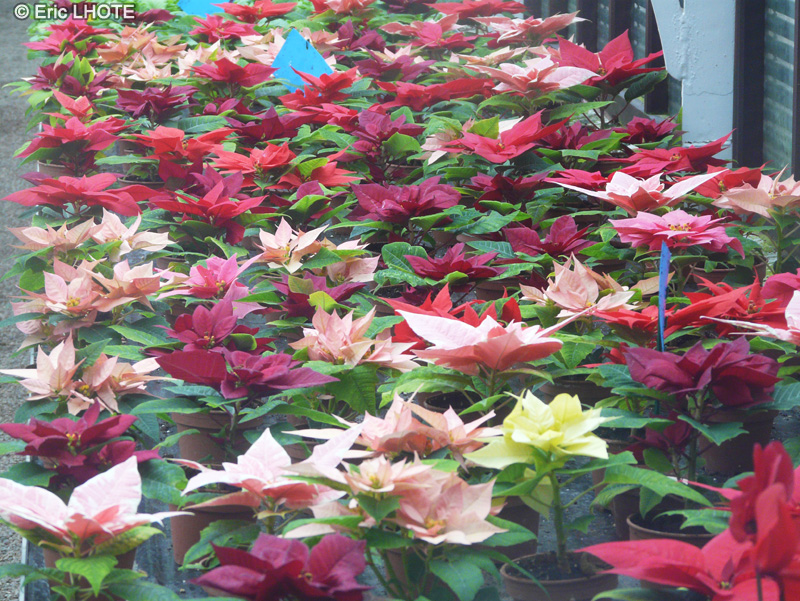  - Euphorbia pulcherrima - 