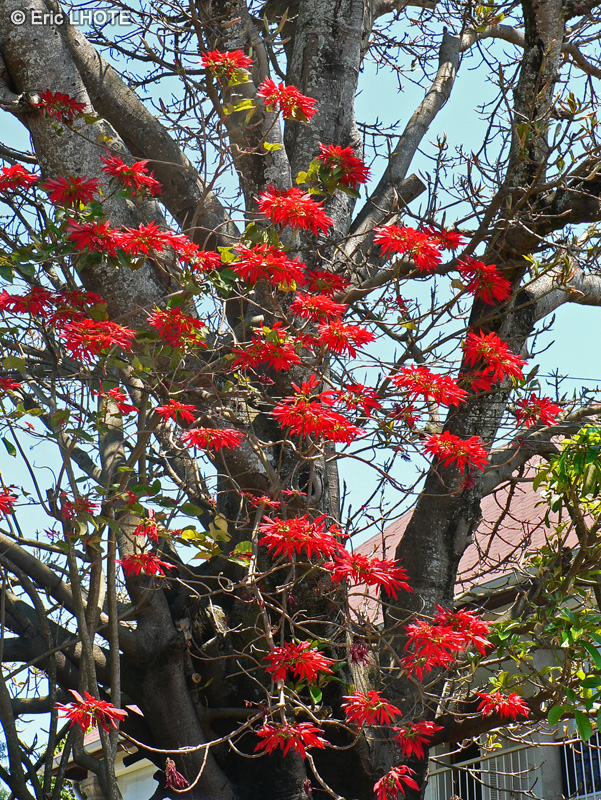Euphorbiaceae - Euphorbia pulcherrima - Poinsettia, Etoile de No&euml;l, Poinsettie &eacute;clatante