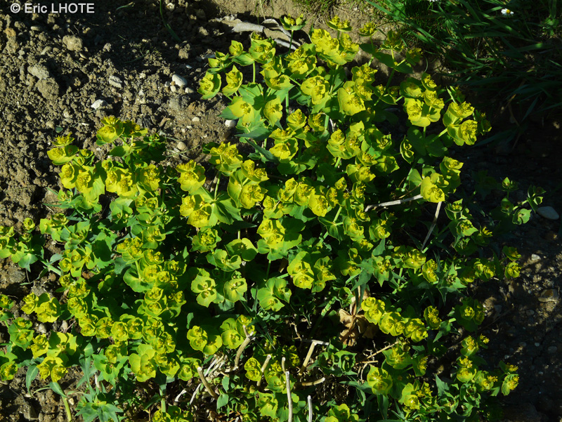 Euphorbiaceae - Euphorbia serrata - Euphorbe dent&eacute;e