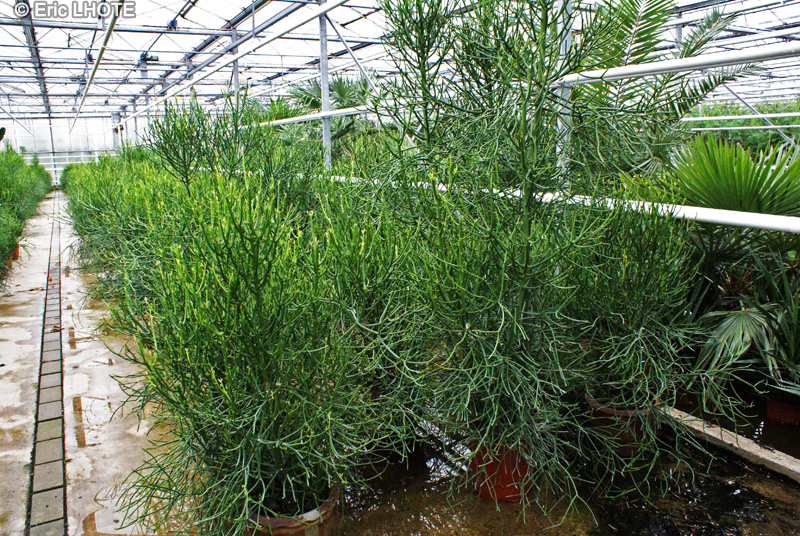  - Euphorbia tirucali - 