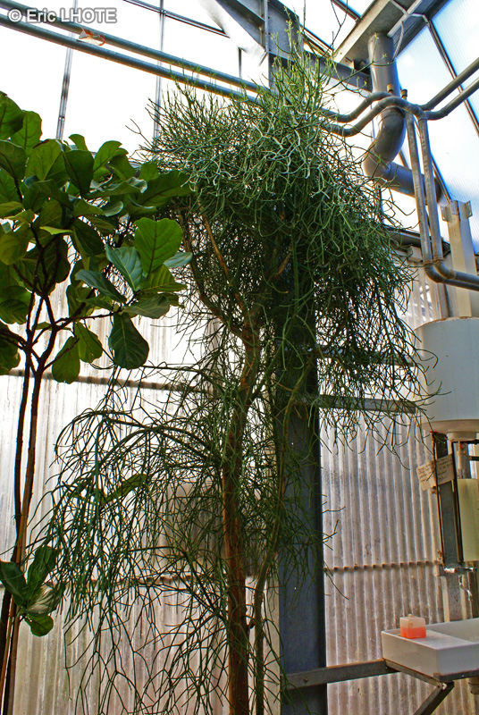 Euphorbiaceae - Euphorbia tirucali - Euphorbe effil&eacute;e, Bois de lait