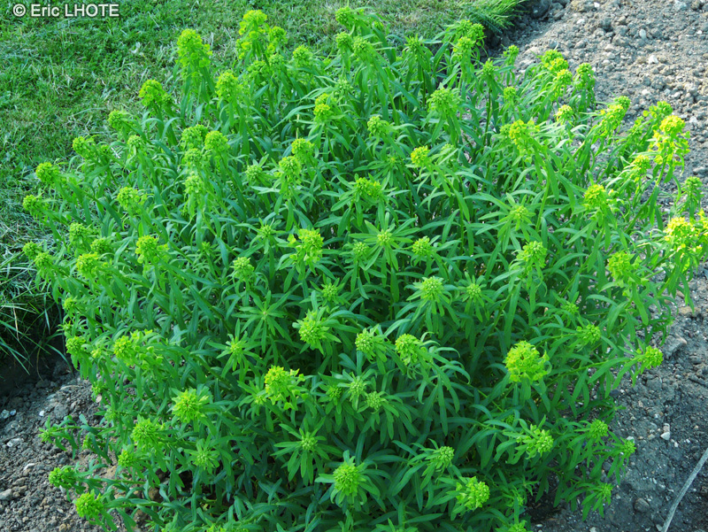 Euphorbiaceae - Euphorbia tommasiniana - Euphorbe &eacute;ffil&eacute;e