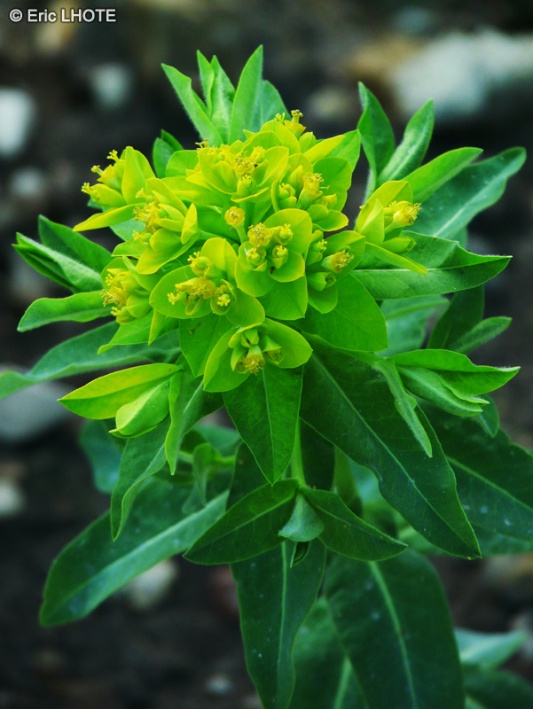  - Euphorbia villosa - 