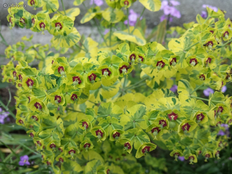 Euphorbiaceae - Euphorbia x martinii Ascot Rainbow - Euphorbe de Martin