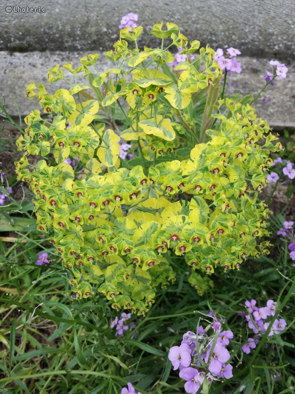  - Euphorbia x martinii Ascot Rainbow - 