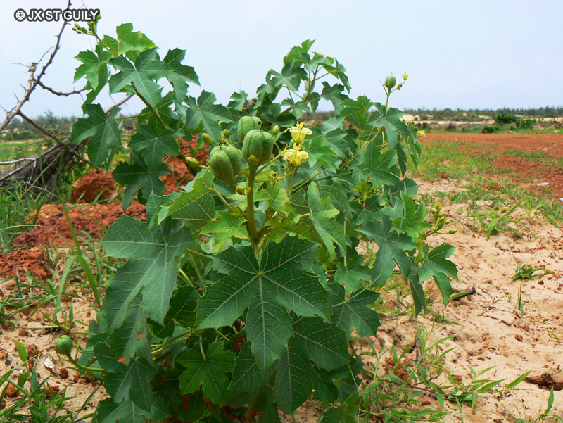 Euphorbiaceae - Jatropha curcas - Pourghère, Noix médicinale