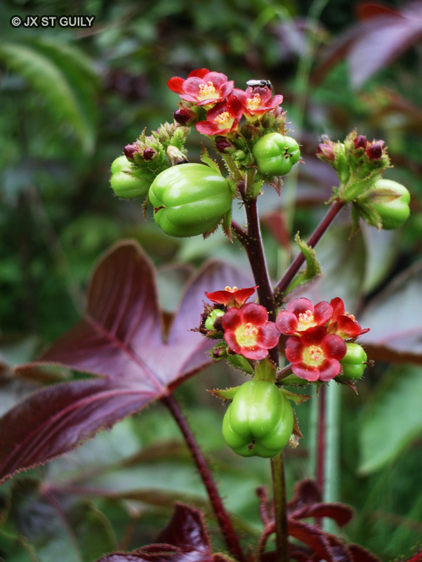 Euphorbiaceae - Jatropha gossypiifolia - Pourghère, Médicinier, Pignon d’Inde