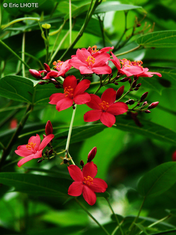  - Jatropha integerrima - 