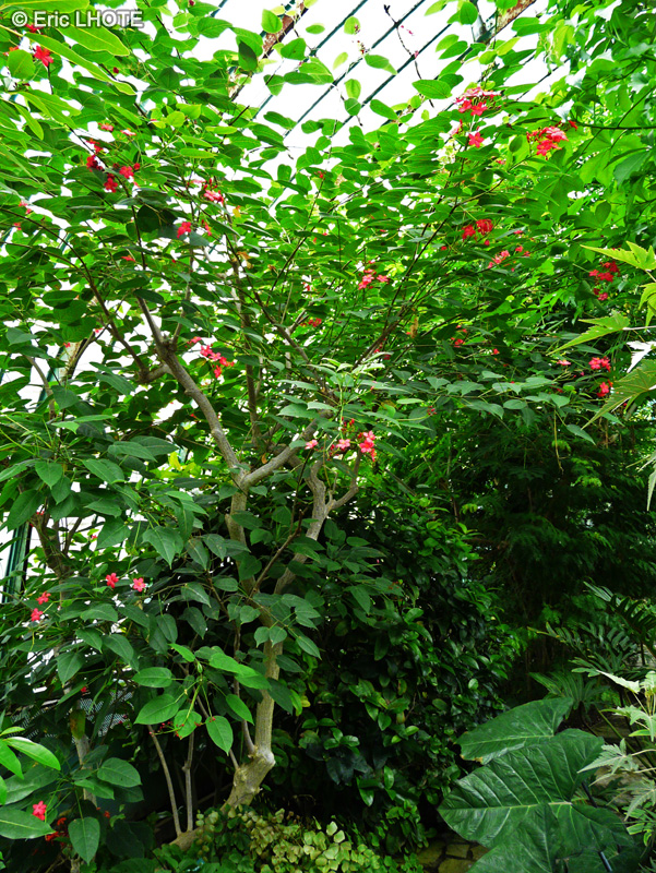  - Jatropha integerrima - 