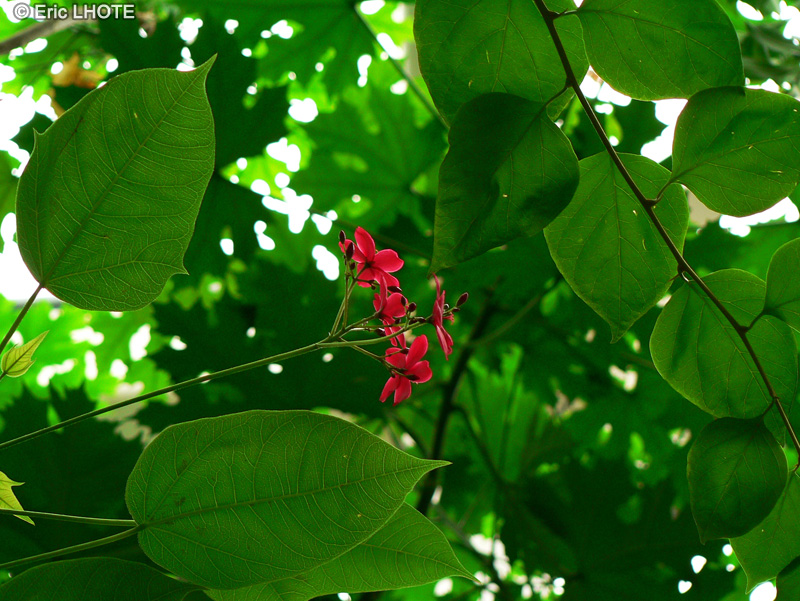  - Jatropha integerrima - 