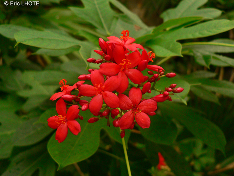  - Jatropha integerrima - 