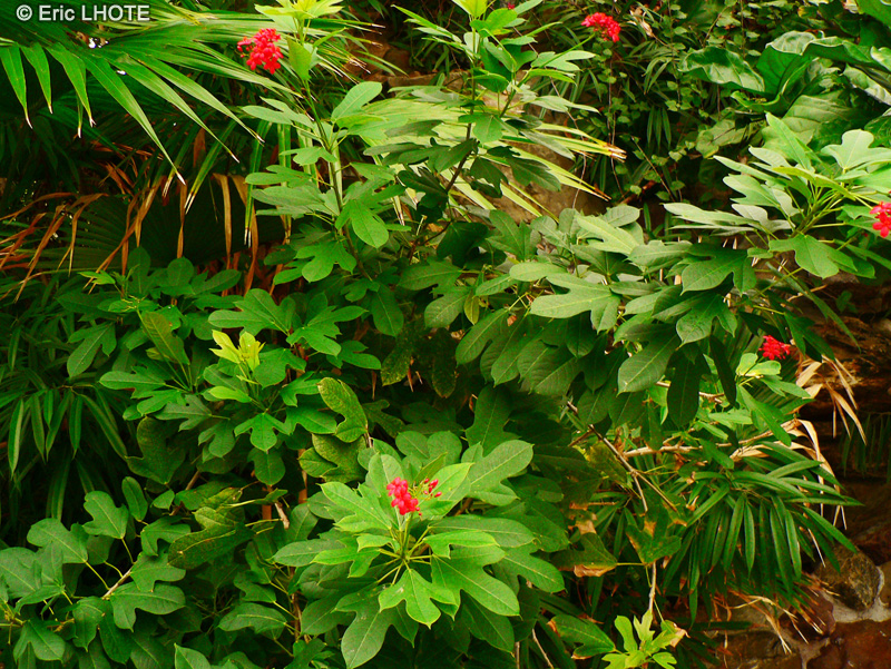  - Jatropha integerrima - 