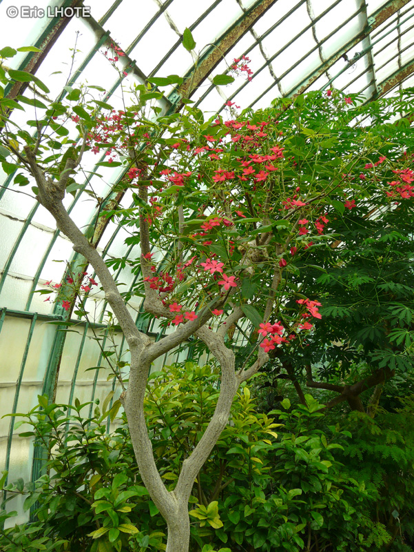  - Jatropha integerrima - 