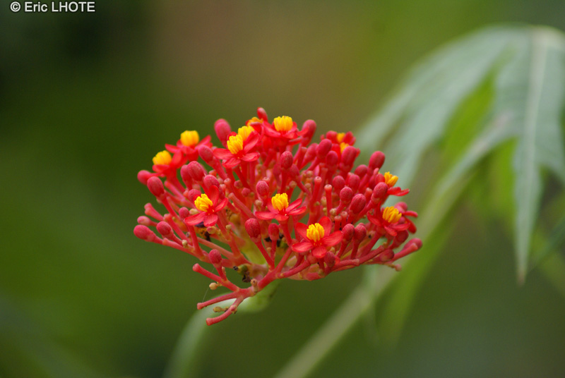  - Jatropha multifida - 