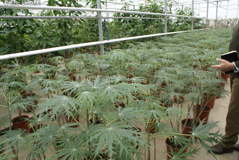 Euphorbiaceae - Jatropha multifida - Arbre corail