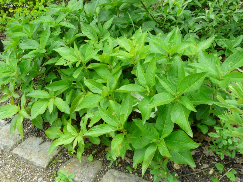  - Mercurialis perennis - 