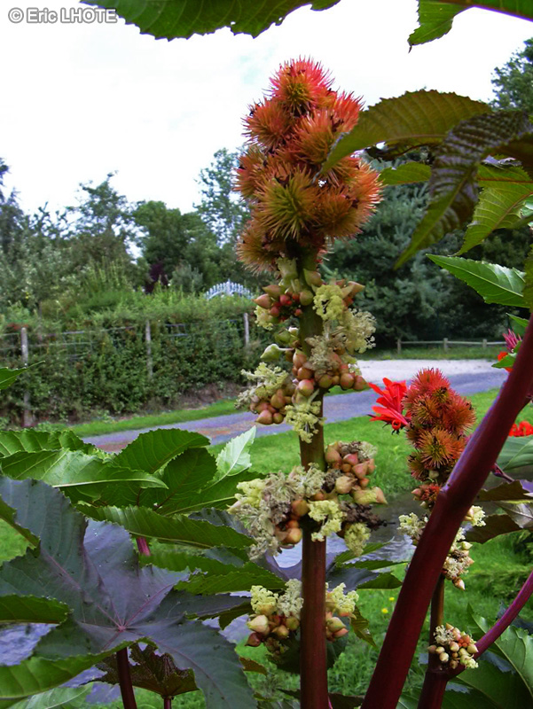 - Ricinus communis - 