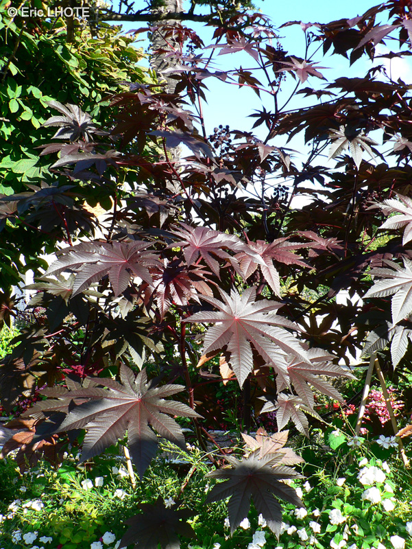  - Ricinus communis - 