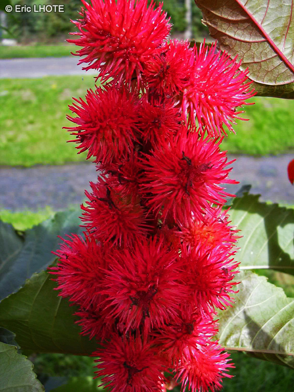 Euphorbiaceae - Ricinus communis - Ricin commun, Palme du Christ