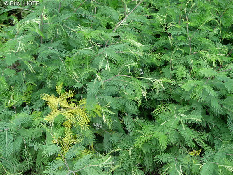  - Acacia dealbata - 