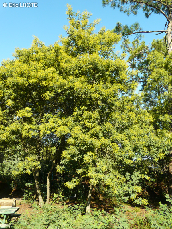  - Acacia dealbata - 