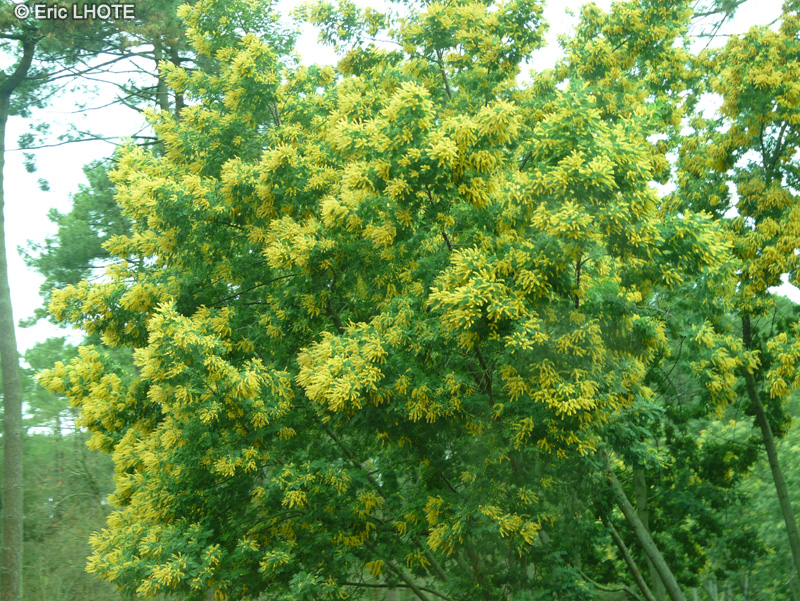  - Acacia dealbata - 