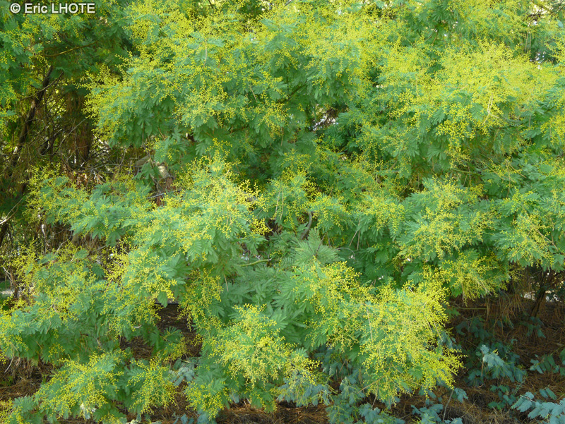  - Acacia dealbata - 