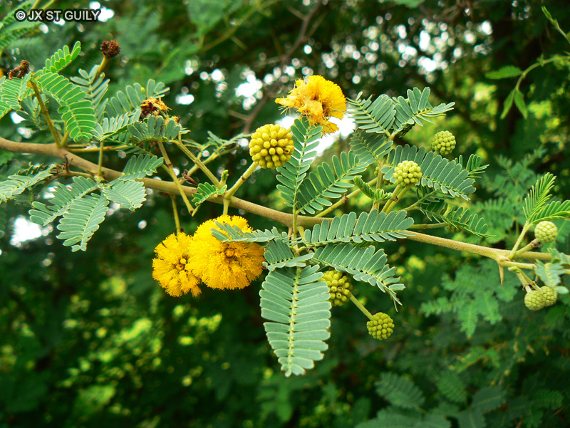 - Acacia nilotica - 
