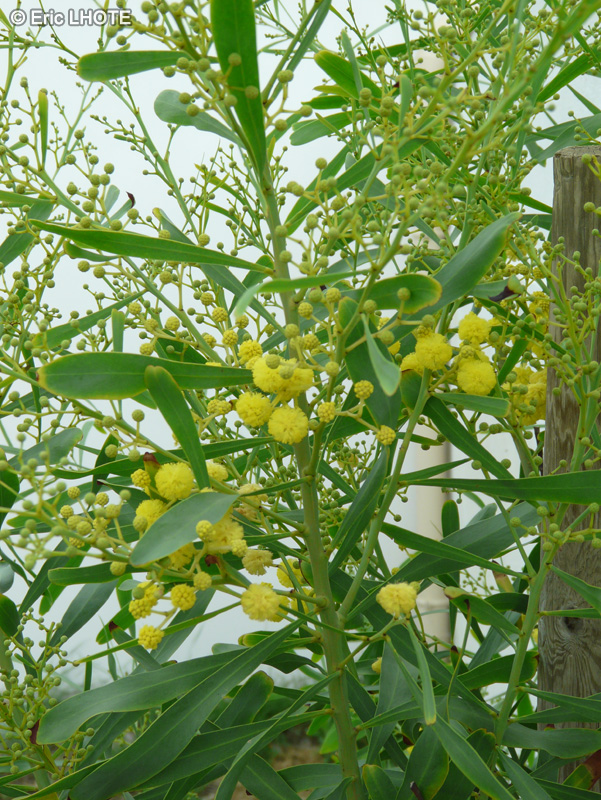  - Acacia retinodes - 