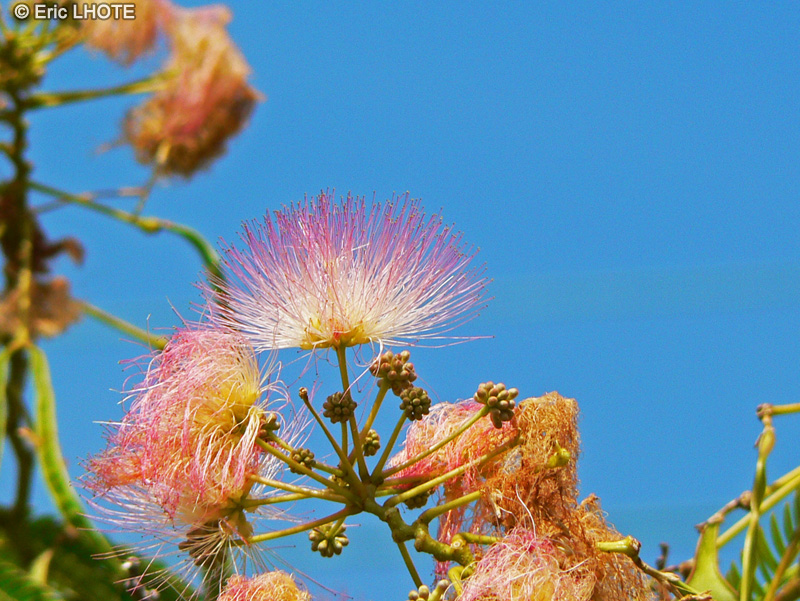  - Albizia julibrissin - 