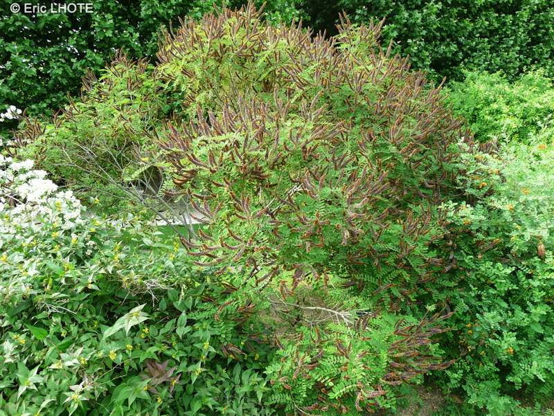  - Amorpha canescens - 