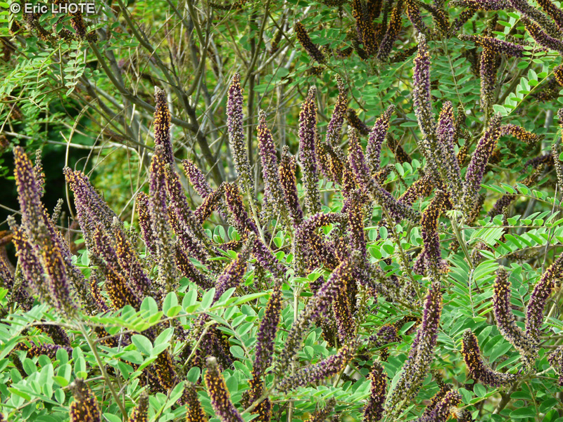  - Amorpha canescens - 