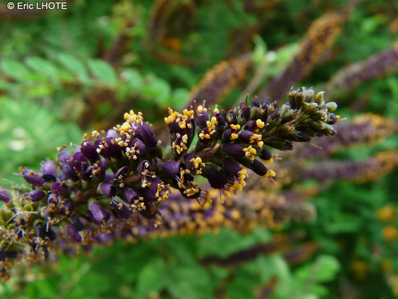  - Amorpha canescens - 
