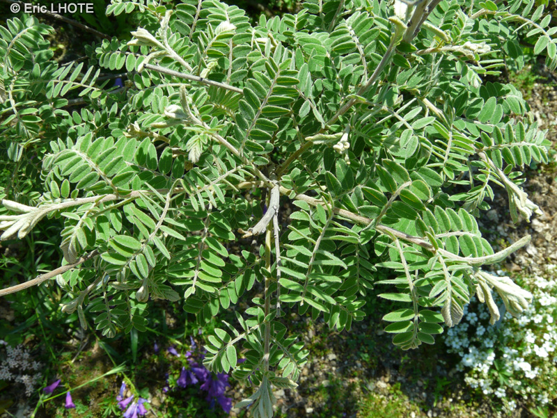  - Amorpha nana - 