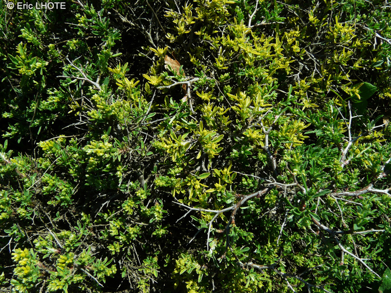  - Anthyllis hermanniae - 