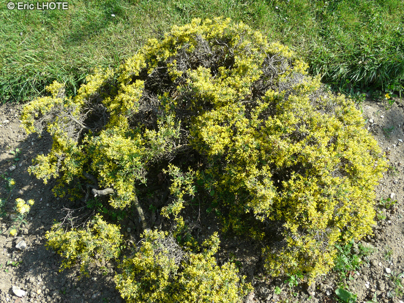  - Anthyllis hermanniae - 