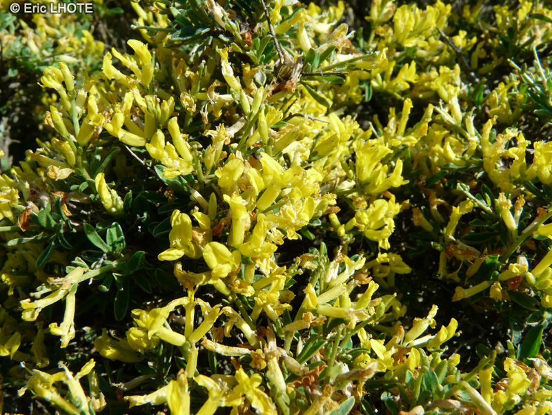  - Anthyllis hermanniae - 