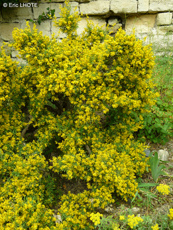  - Anthyllis hermanniae - 