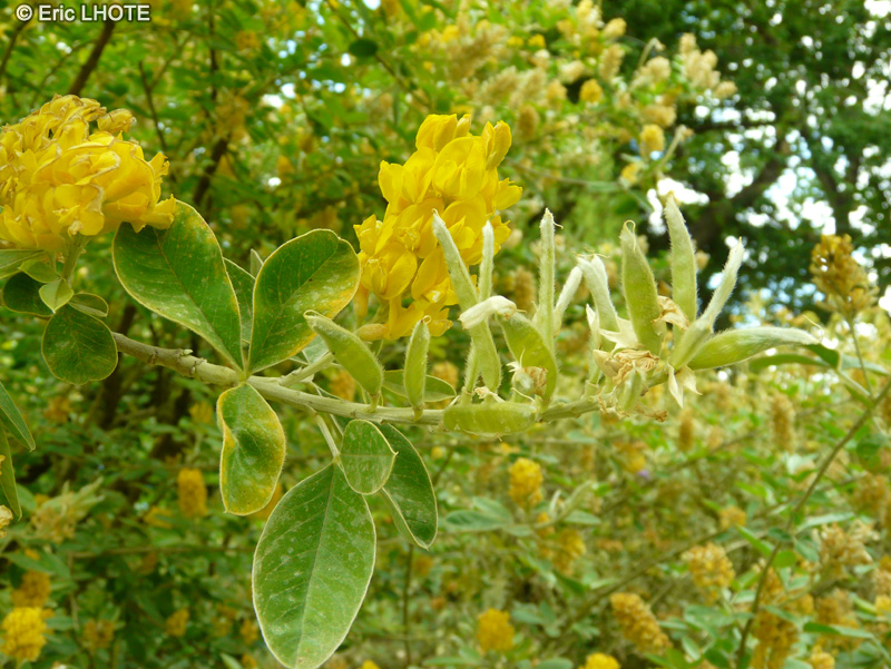  - Argyrocytisus battandieri, Cytisus battandieri - 