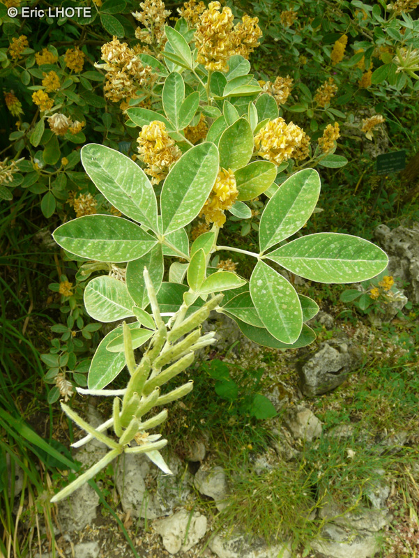  - Argyrocytisus battandieri, Cytisus battandieri - 