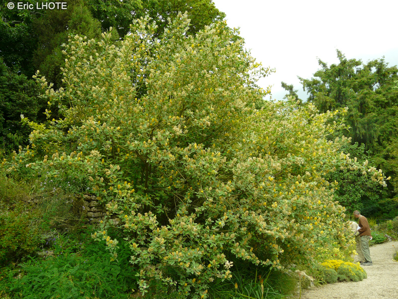 Fabaceae - Argyrocytisus battandieri, Cytisus battandieri - Gen&ecirc;t ananas