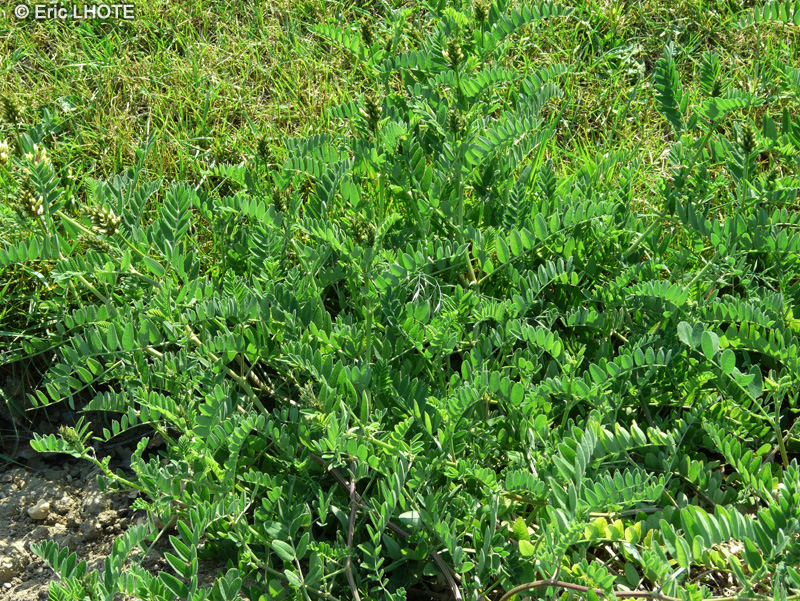  - Astragalus cicer - 