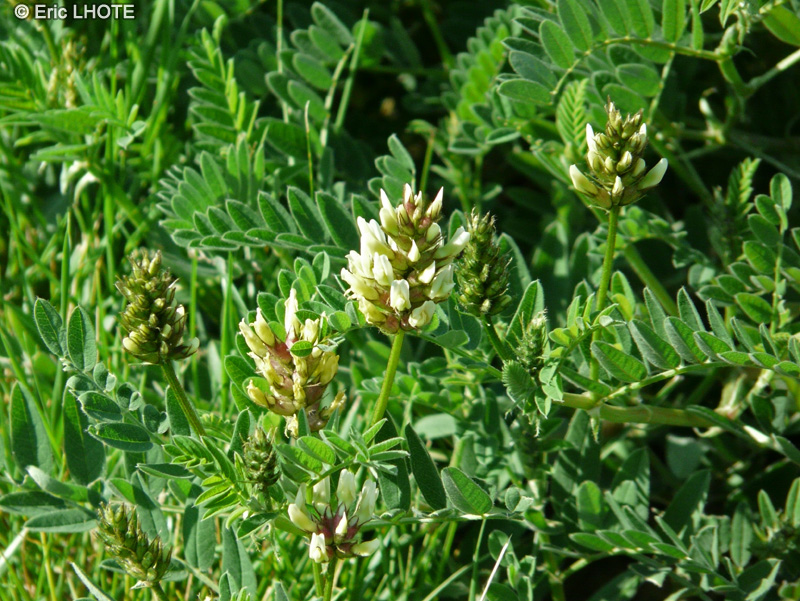  - Astragalus cicer - 