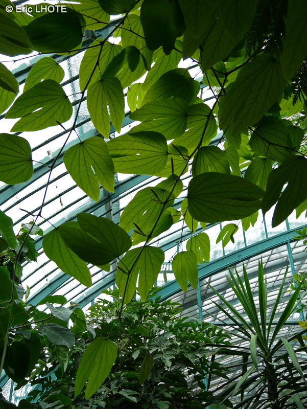  - Bauhinia acuminata - 