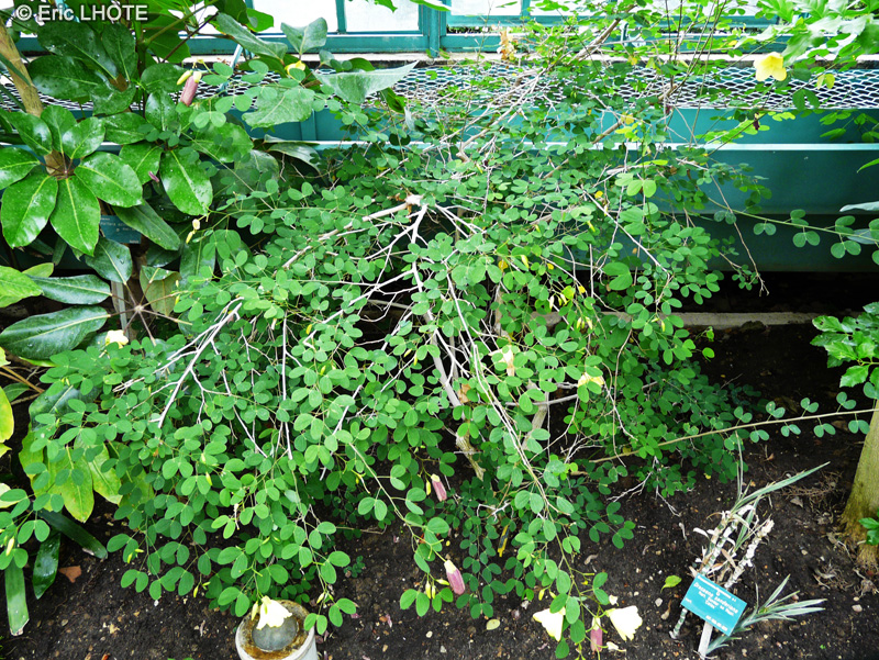  - Bauhinia bowkeri - 